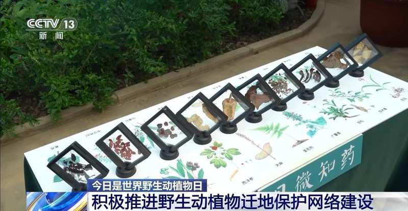  春天里的温馨团聚，珍稀生灵自由漫步；我国生态守护成果显著显现。 文化旅游