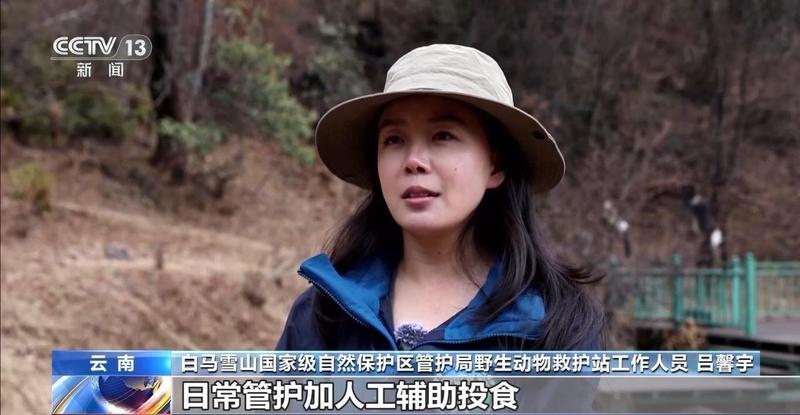  春天里的温馨团聚，珍稀生灵自由漫步；我国生态守护成果显著显现。 文化旅游