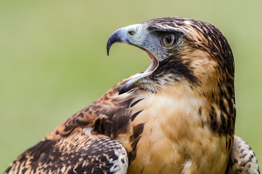  中国App Store费率迎来优化；开发者成本下降，消费者获益明显；行业生态趋向公平竞争。 IT技术 中国App Store费率迎来优化；开发者成本下降，消费者获益明显；行业生态趋向公平竞争。 IT技术