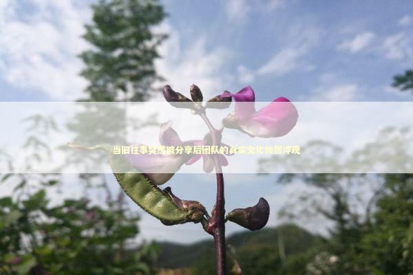 当旧往事突然被分享后团队的真实文化悄然浮现