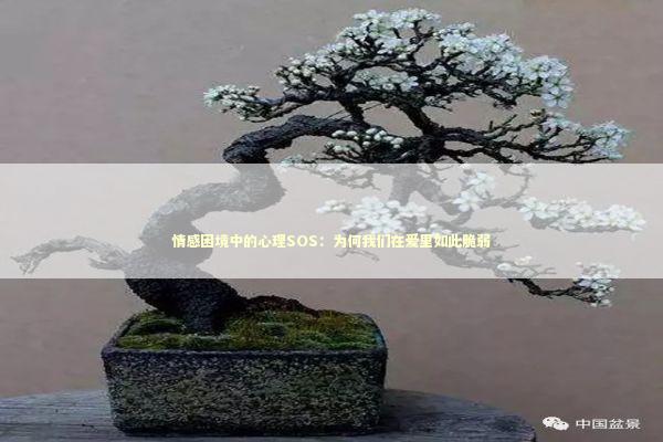 情感困境中的心理SOS：为何我们在爱里如此脆弱